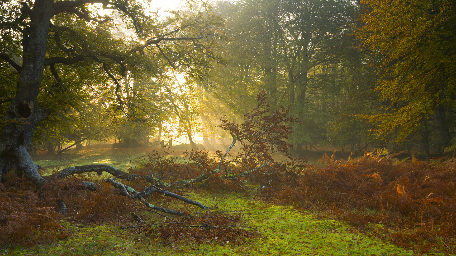 乐鱼vip 注册-谷爱凌携手品牌支持乡村滑雪发展，谷爱凌滑雪运动员谷爱凌